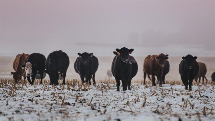 Cattle in snow grazing on corn stalks. 