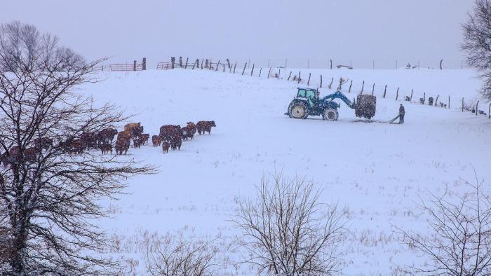 Photo of cattle being fed in the snow.