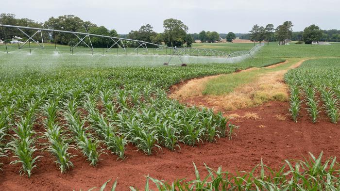 Pivot running in corn field.