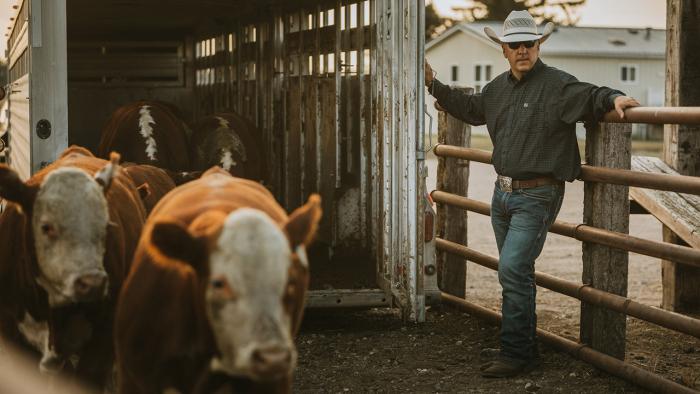 Rancher unloading cattle from trailer.