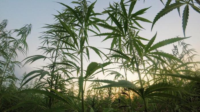 Hemp plants in field. 