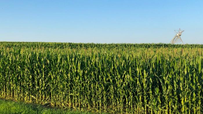 Pivot in corn field.