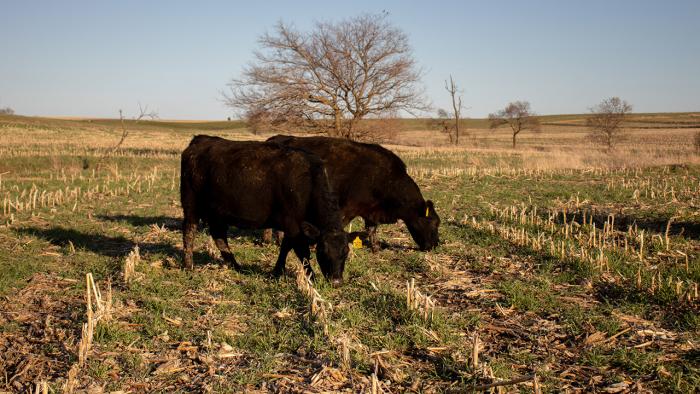 Cattle grazing on corn stalks.