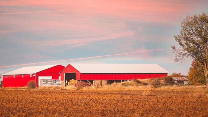 Two red barns in fall field.