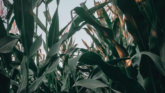 Closeup of corn ear on plant in field.