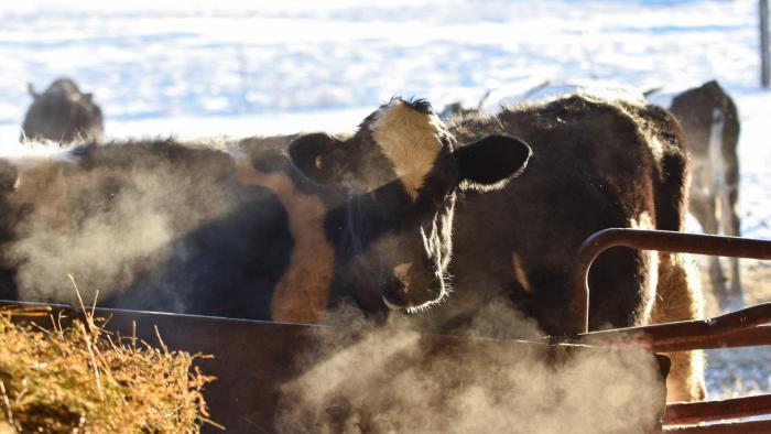 cattle in snow.\