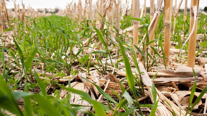 Rye and clover cover crops grow in a field of corn residue.