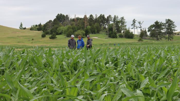 People inspecting corn in a field.