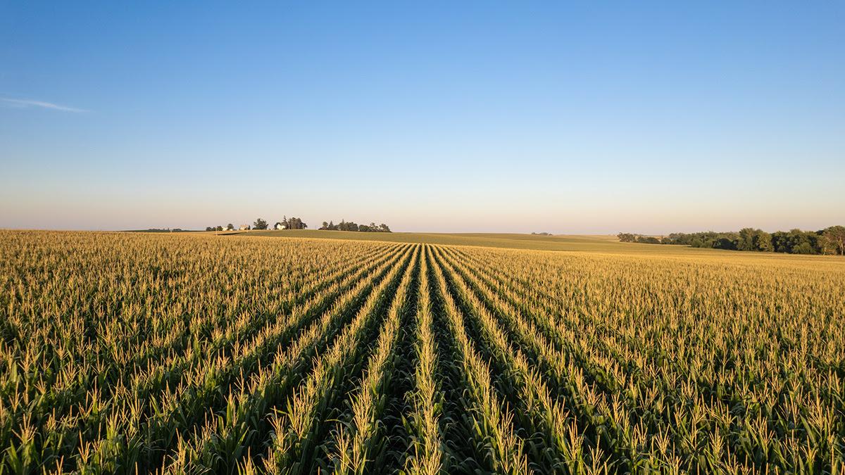 Corn field in sunlight.