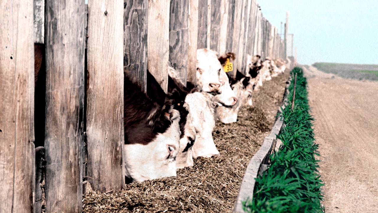 Cattle feeding through fence.
