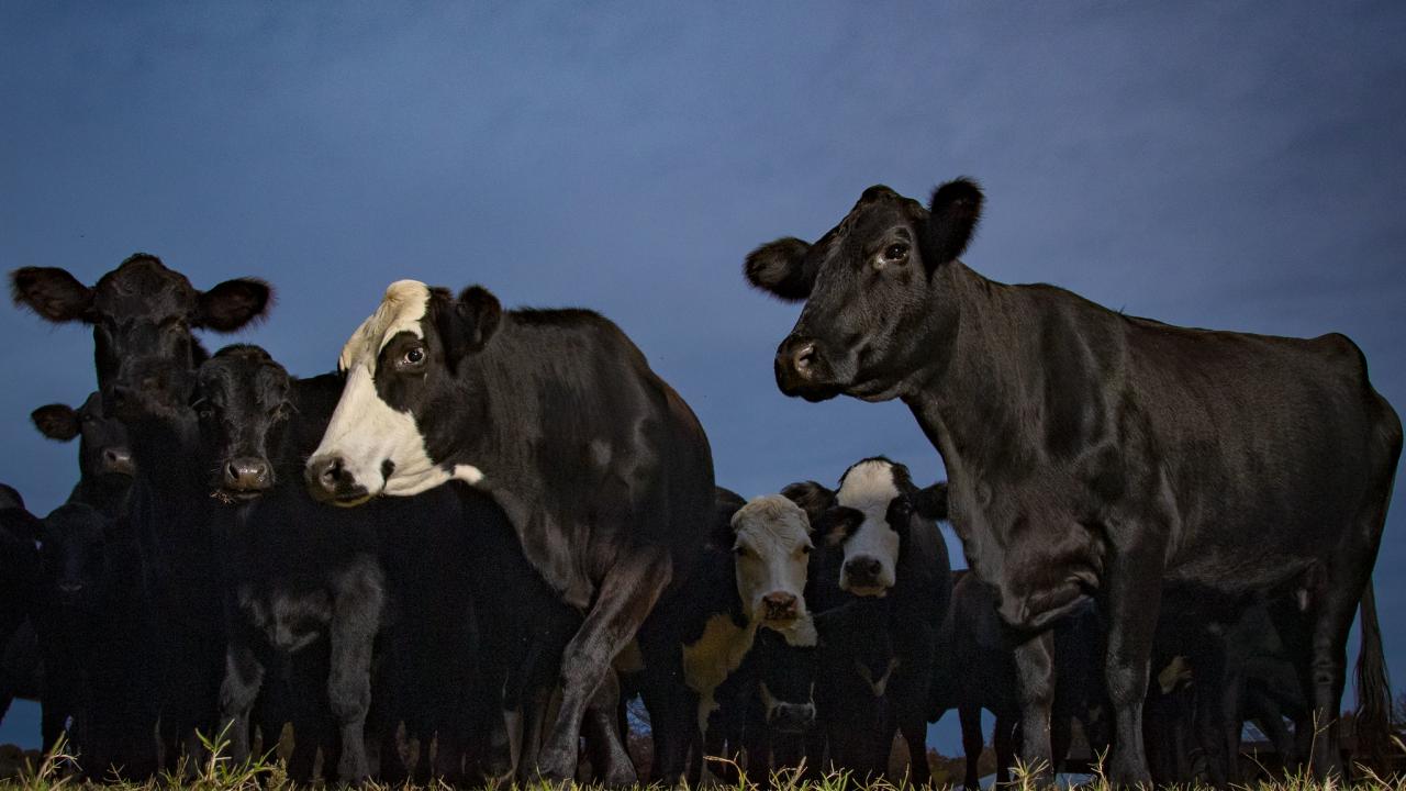 Black cows in field. 