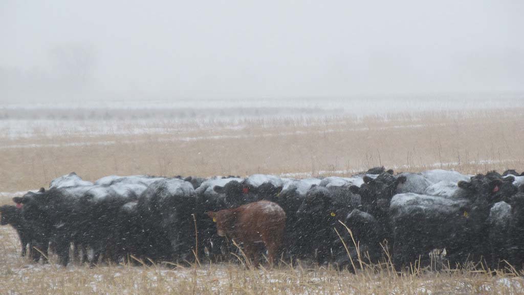 Cows grazing in snow.