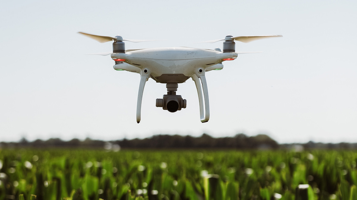 Drone flying low above corn field.